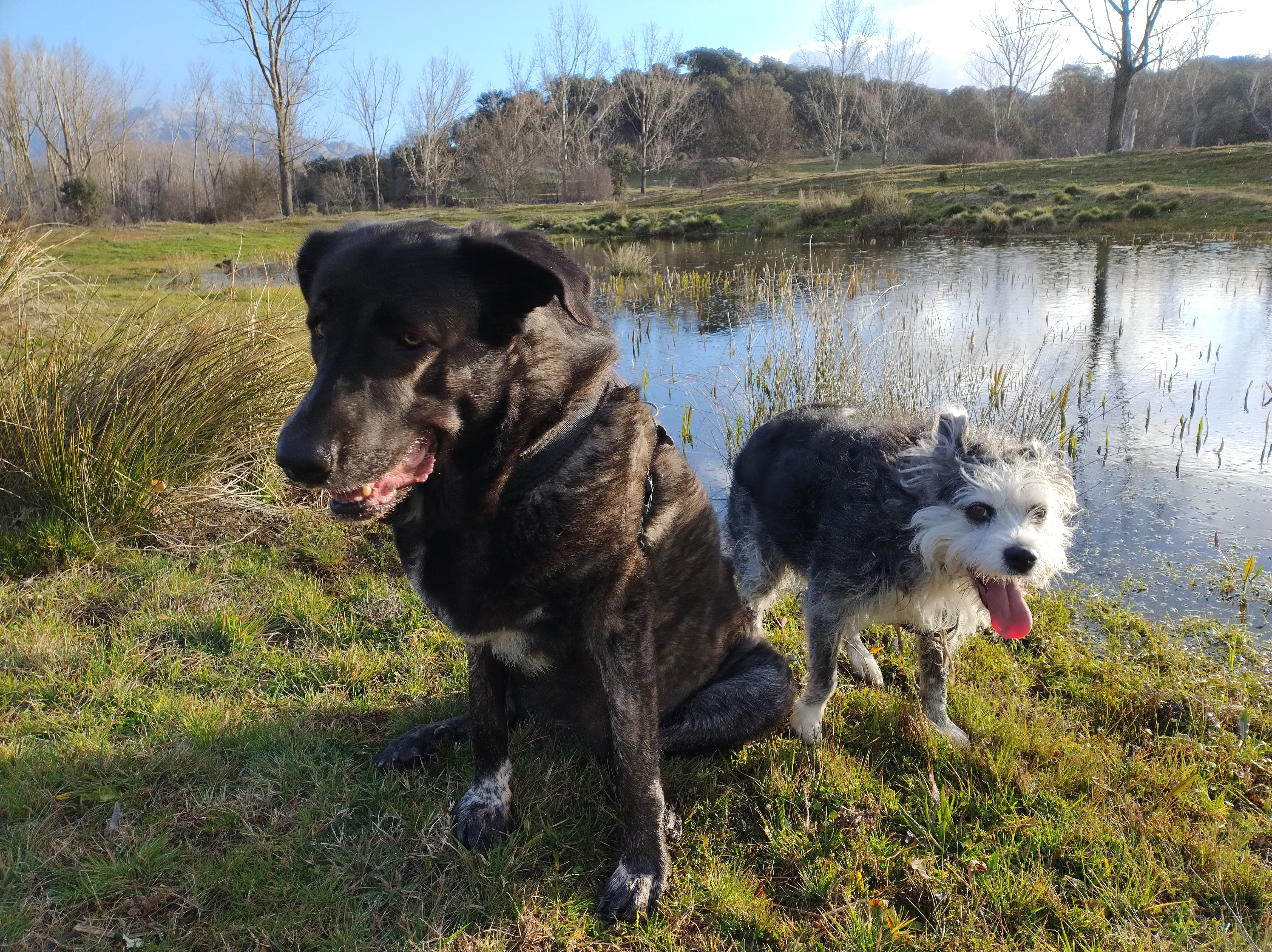 Dos perras, Kayra y Lup, intentado posar a la orilla de una charca grande.